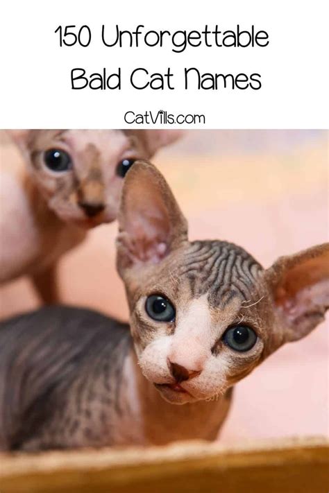 sphynx cat names|warrior cats names for hairless.